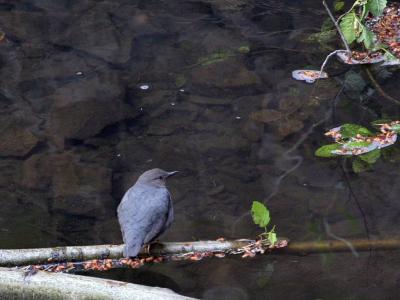 American dipper