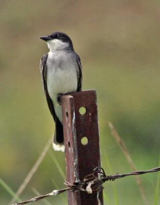 eastern kingbird