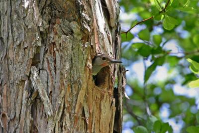 flicker peering out of a nest cavity