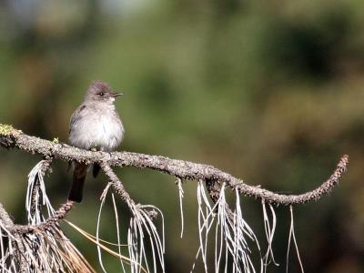 western wood pewee juvenile