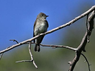 western wood pewee near nest