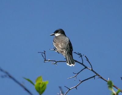 Eastern kingbird Hardy Canyon