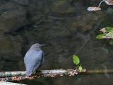 american dipper with eye cover closed