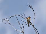 lazuli bunting perched high