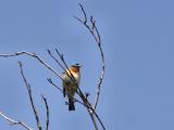 lazuli bunting