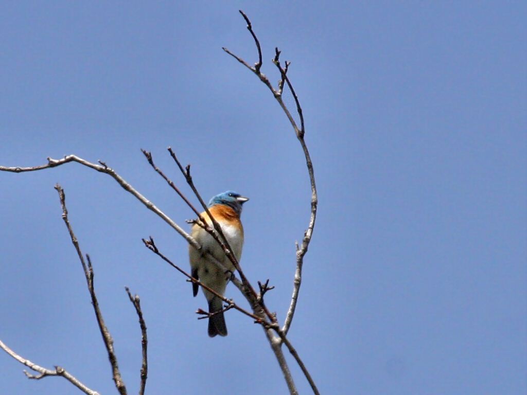 lazuli bunting