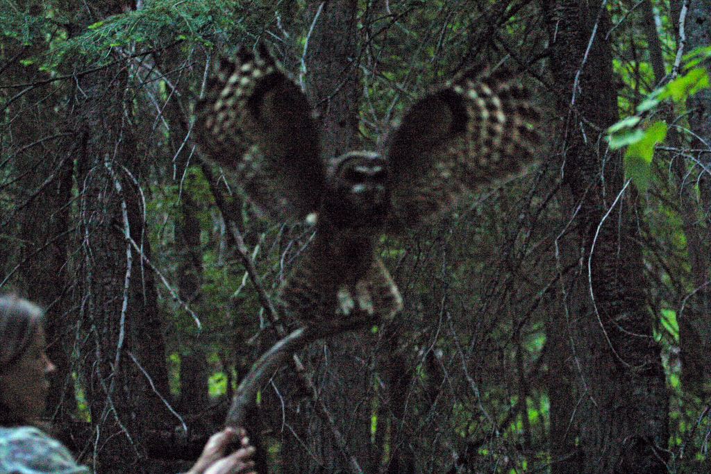 spotted owl taking a mouse - low light at 3200 ASA