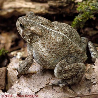 Forest Toad