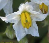 Carolina Horse Nettle