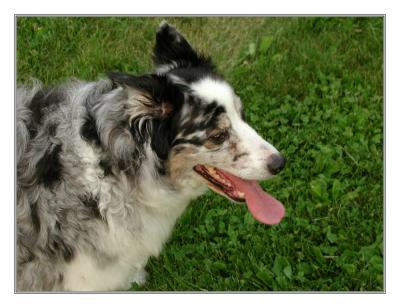 Bandit (Australian Shepherd - Border Collie Mix)