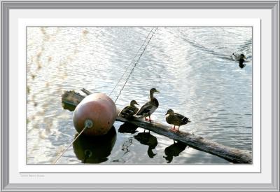 Ducks and Bouy fr2a.jpg