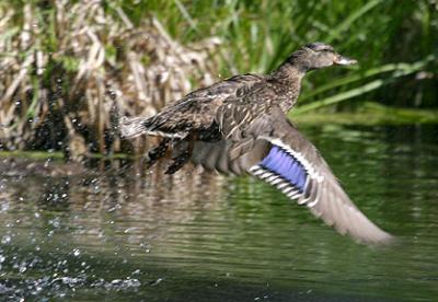 Summer Skidaddle - Duck