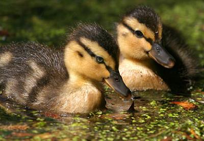 Siblings' Delight - Ducklings