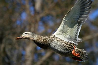 Happiness is a Flying Duck