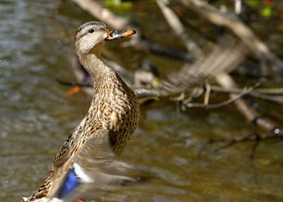 Up She Goes - Duck