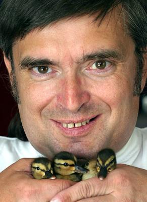 Surrogate Dad to 3 mallard ducklings abandoned at two-days-old