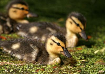 TripleTrouble - Ducklings