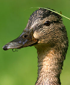 Latest In Duck Hat Design - Duck