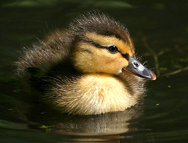 This is My Best Side - Duckling