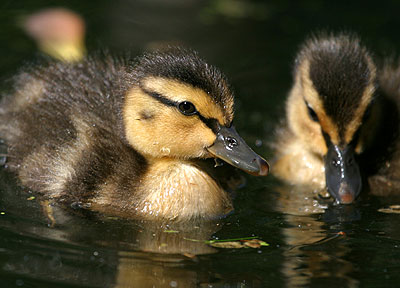 Future Flyers - Ducklings