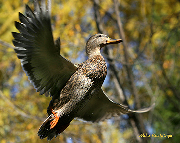 Autumn Ascention - Mallard Duck