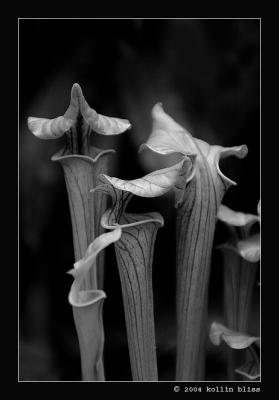 pitcherplants02.jpg