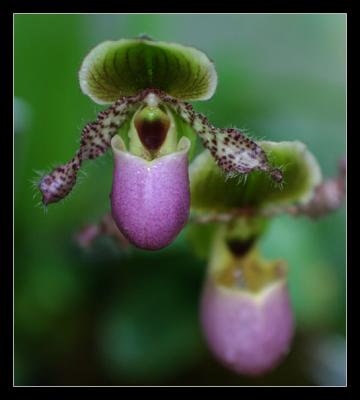 luminous_orchidbells_recrop.jpg