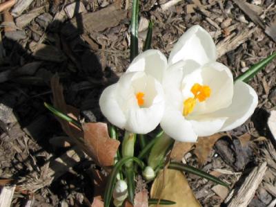 Shadowed Whites