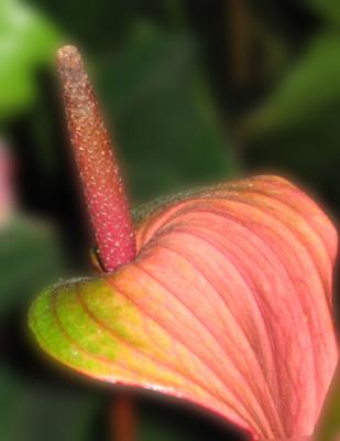 Fading Flower