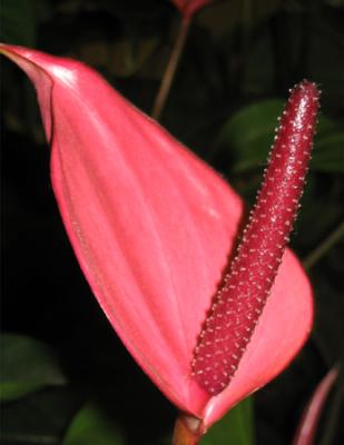 New Flower