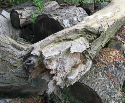 Log Pile