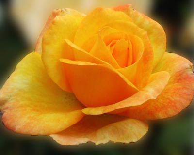 Yellow Rose of SLO