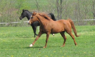 Horses