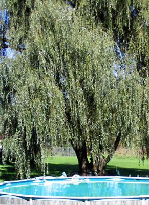 Weeping Willow