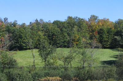 Woods and Field