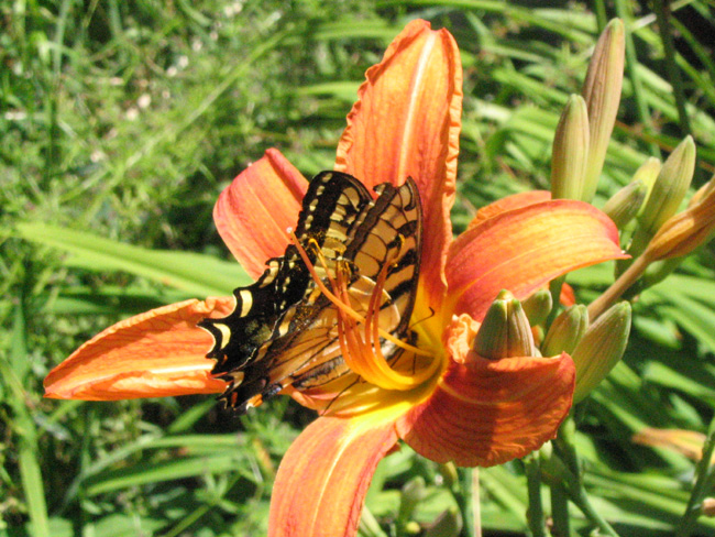 Swallowtail and Day Lily