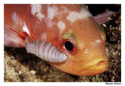 Creole-Fish com crustceo parasita (isopod)