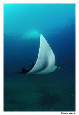 Manta birostris