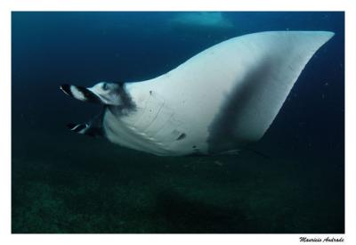 Manta birostris