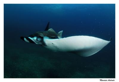 Manta birostris