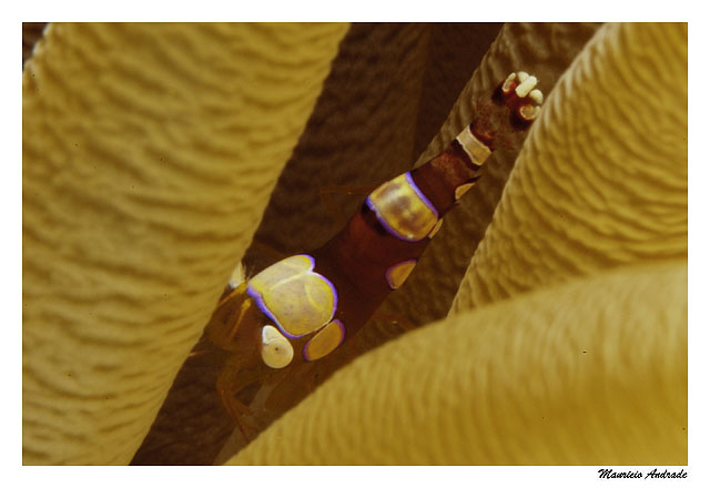 Squat Anemone Shrimp