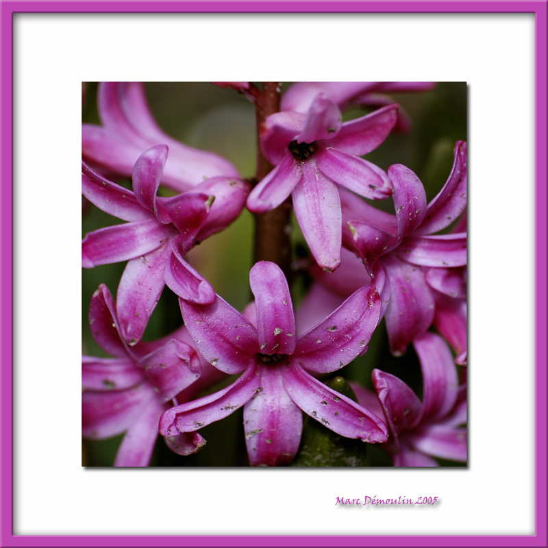 Pink flower, Bernay