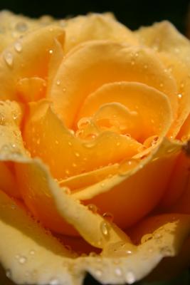 Rich gold rose