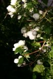 Philadelphus