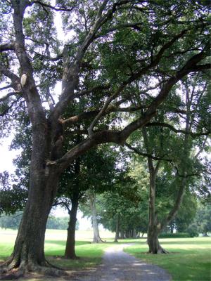 u47/maribel/medium/34133620.haciaOakAlley.jpg