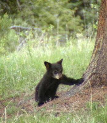 P6079374black bear cub net.jpg