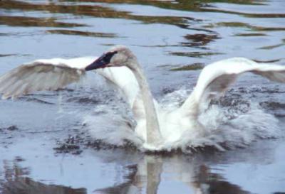flapping swan n.jpg