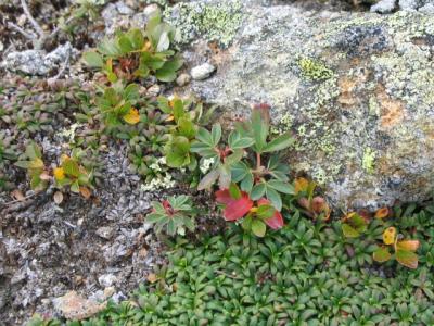 Alpine plants-85.jpg