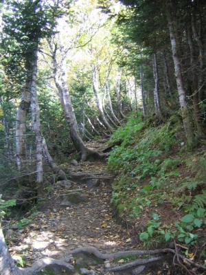 excellent trail work on Edmands Path - trees look like ribs of a ship-105.jpg