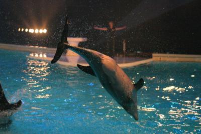 Dolphins